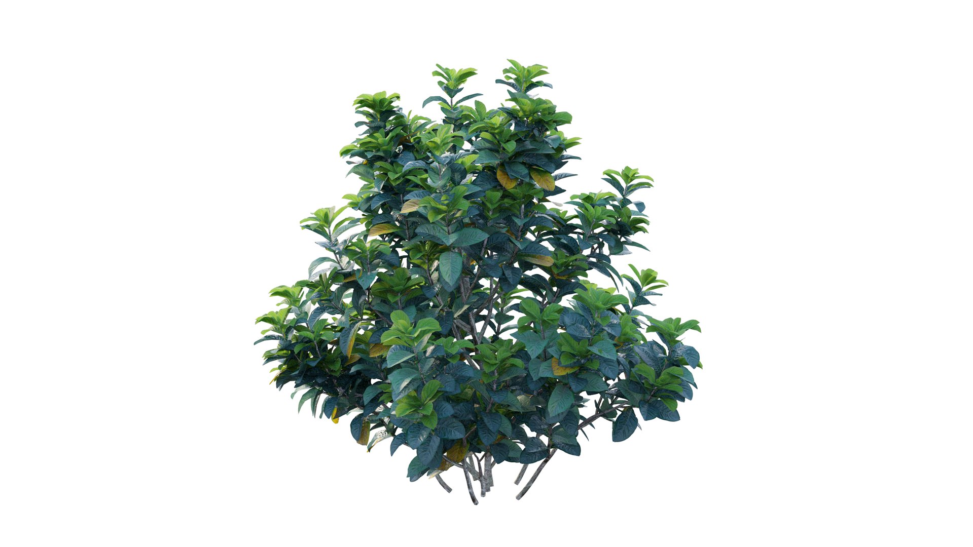 gardenia angustifolia merr plant 3D model https://p.turbosquid.com/ts-thumb/W9/fmz55p/UMygaWGS/3_interactivelightmix/png/1603701444/1920x1080/fit_q87/9de5596e5ba02bdc759ee10c0bf0f836e70f6a4a/3_interactivelightmix.jpg