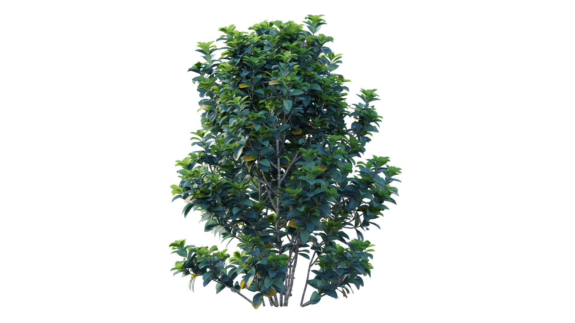 gardenia angustifolia merr plant 3D model https://p.turbosquid.com/ts-thumb/W9/fmz55p/beMpqljr/8_interactivelightmix/png/1603701446/1920x1080/fit_q87/85971b9763543e3294ef8e85586e2f4f96f3d8c5/8_interactivelightmix.jpg