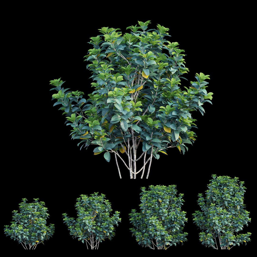 gardenia angustifolia merr plant 3D model https://p.turbosquid.com/ts-thumb/W9/fmz55p/h2KW49N3/view02/jpg/1596438375/1920x1080/fit_q87/ab28bda4b9c69acea1ffb0534dd42da570b7c9ab/view02.jpg