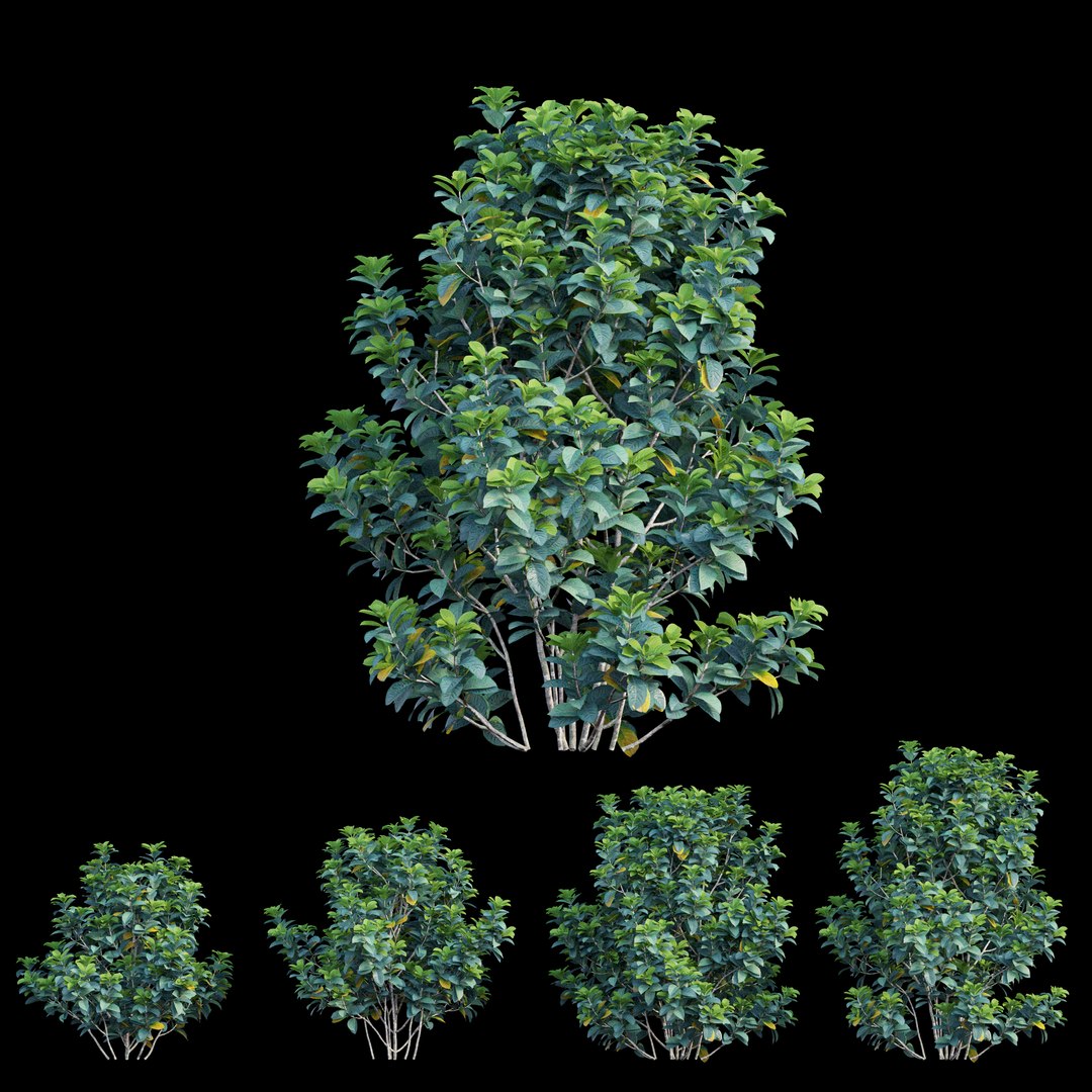 gardenia angustifolia merr plant 3D model https://p.turbosquid.com/ts-thumb/W9/fmz55p/lPgxHHKT/view04/jpg/1596438375/1920x1080/fit_q87/5161a6171cdc1e20258fdbb70372277ba773f66e/view04.jpg