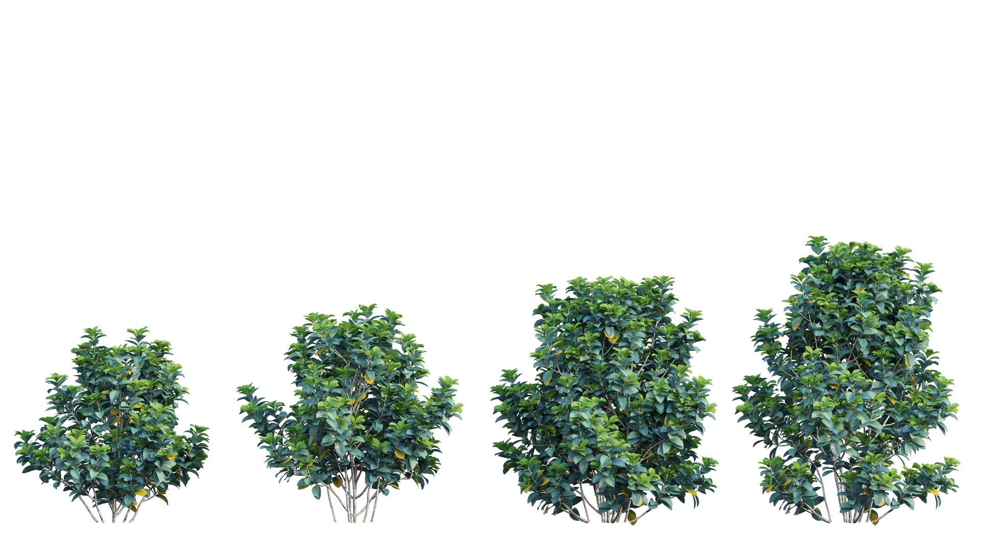 gardenia angustifolia merr plant 3D model https://p.turbosquid.com/ts-thumb/W9/fmz55p/xk054eCH/1_interactivelightmix/png/1603701443/1920x1080/fit_q87/42403ee443066a92b5dd173632e192898b60a308/1_interactivelightmix.jpg