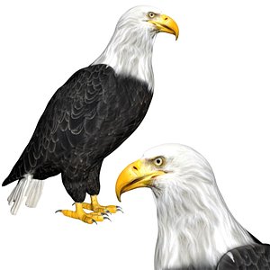 Rigged low poly standing eagle 3D model