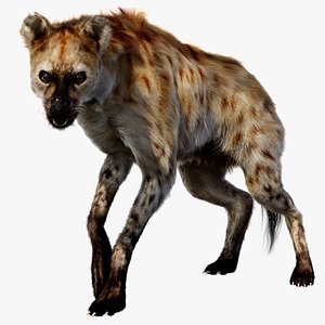 Hyena Fur Rigged 3D