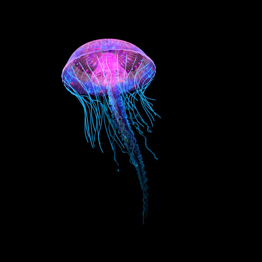 3D Jellyfish Model - TurboSquid 1636079