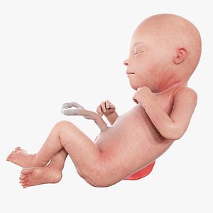 3D Fetus Week 22 Animated
