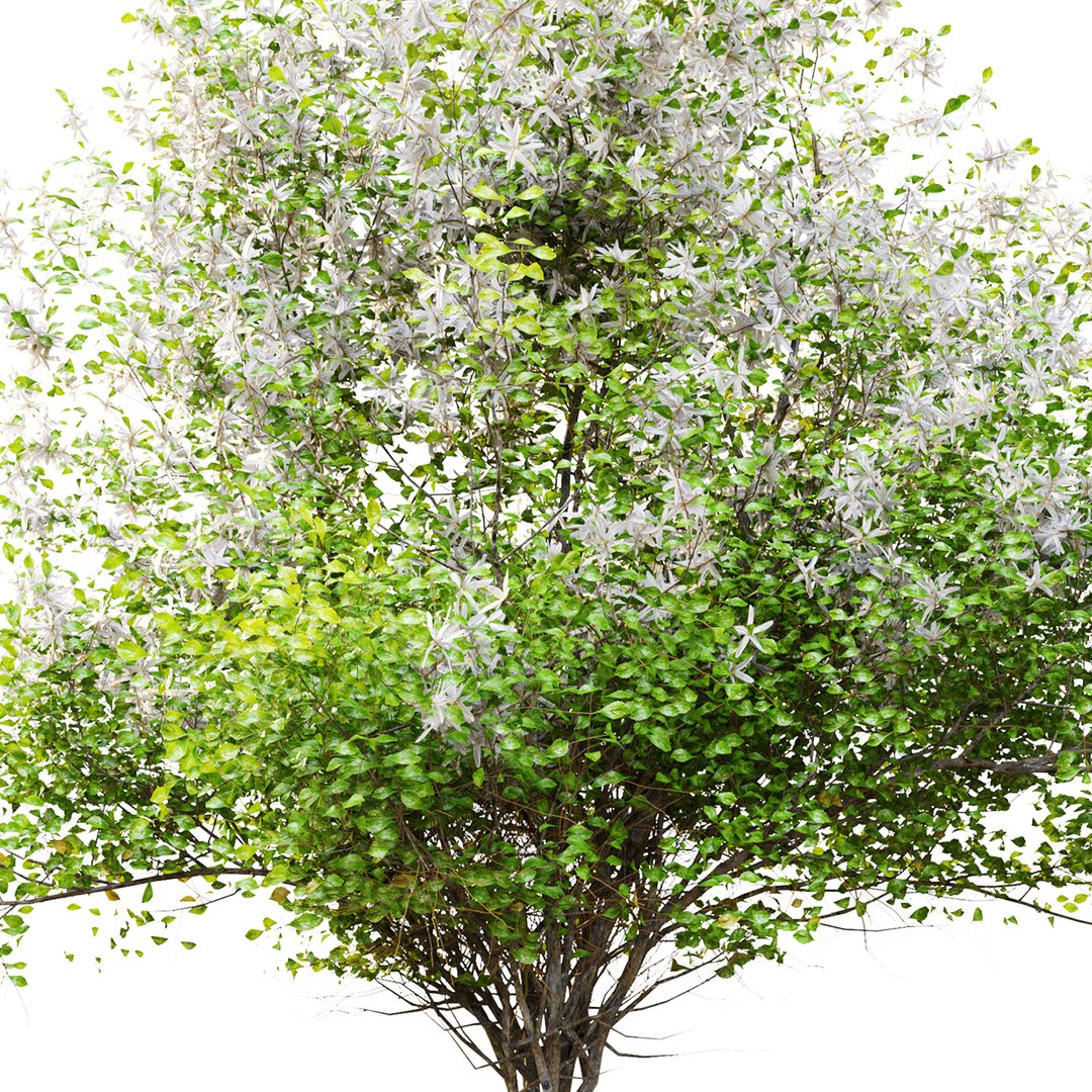 3D Mock Orange Bush Model - TurboSquid 1949435