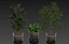 Collection de plantes 447
