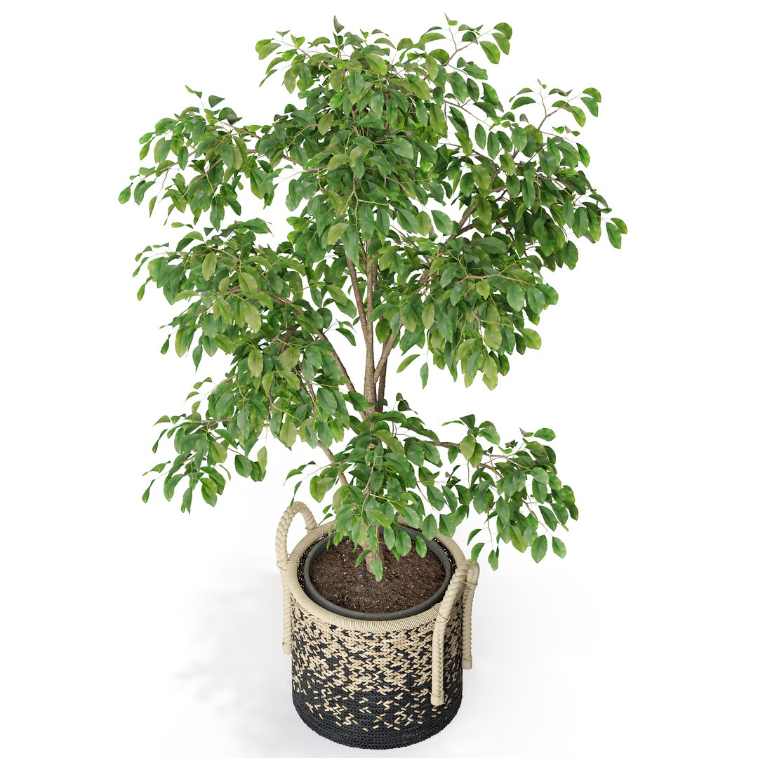 plants 3D model https://p.turbosquid.com/ts-thumb/WA/KpnGcP/tp/plant_447_031920scale1_50x/jpg/1615026365/1920x1080/fit_q87/d8f2c77ddad2e79ee1008036572b907d5bc30544/plant_447_031920scale1_50x.jpg