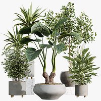 AV Indoor Plants Set 506 Peace Lily Cunjevoi Briful Pachira Warneckii Alnus