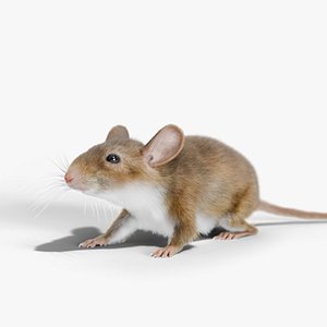 Mouse Rigged Blender