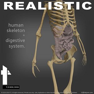 human skeletal digestive max