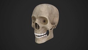 3D human skull model