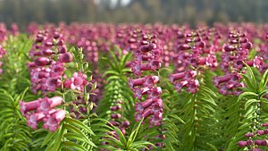 beardtongue Penstemon