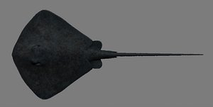 StingRay Zbrush .ztl