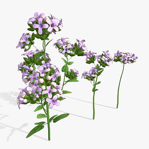 3D Marjoram stylized plant