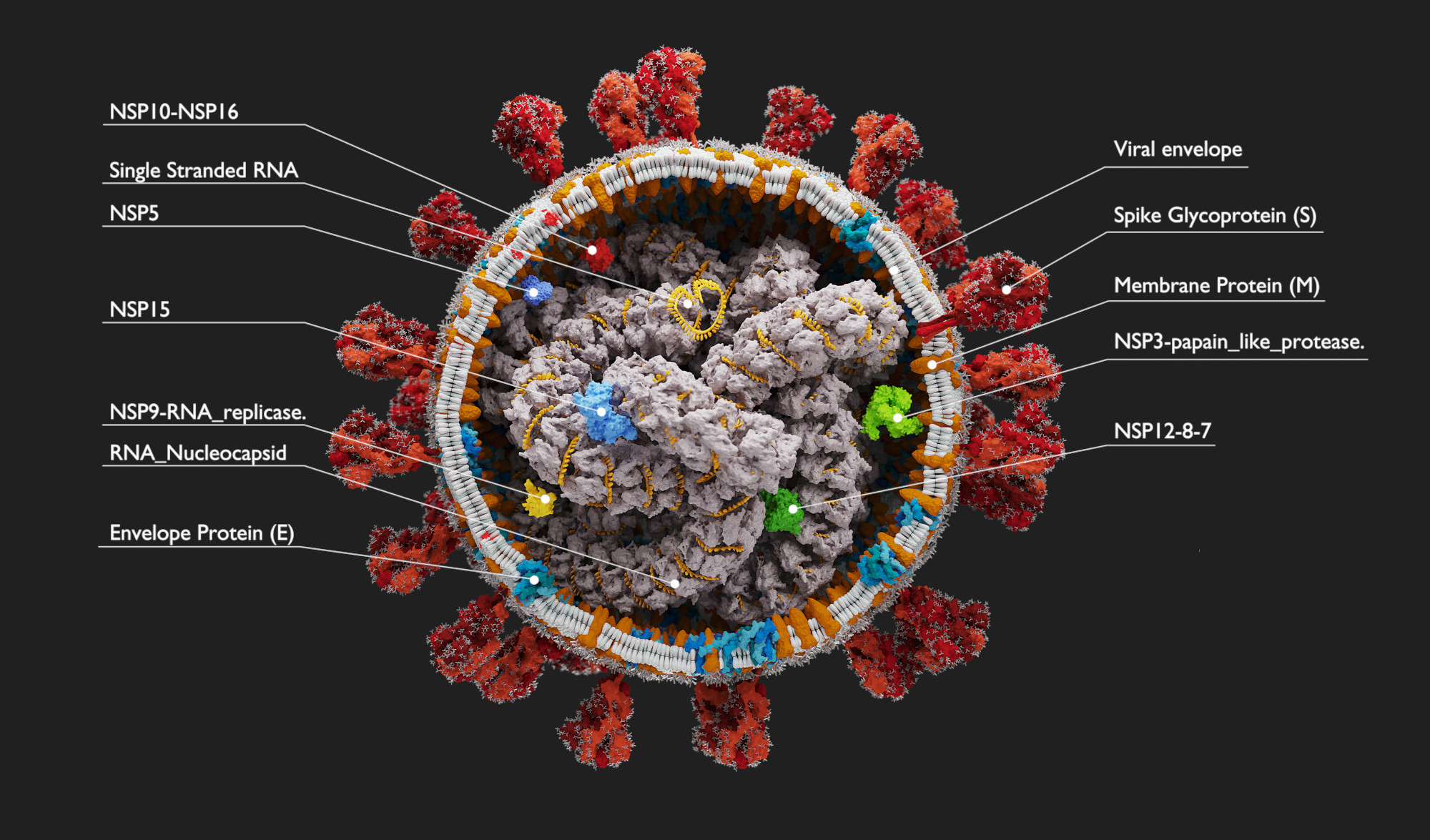 3D model scientifically corona virus - - TurboSquid 1599642