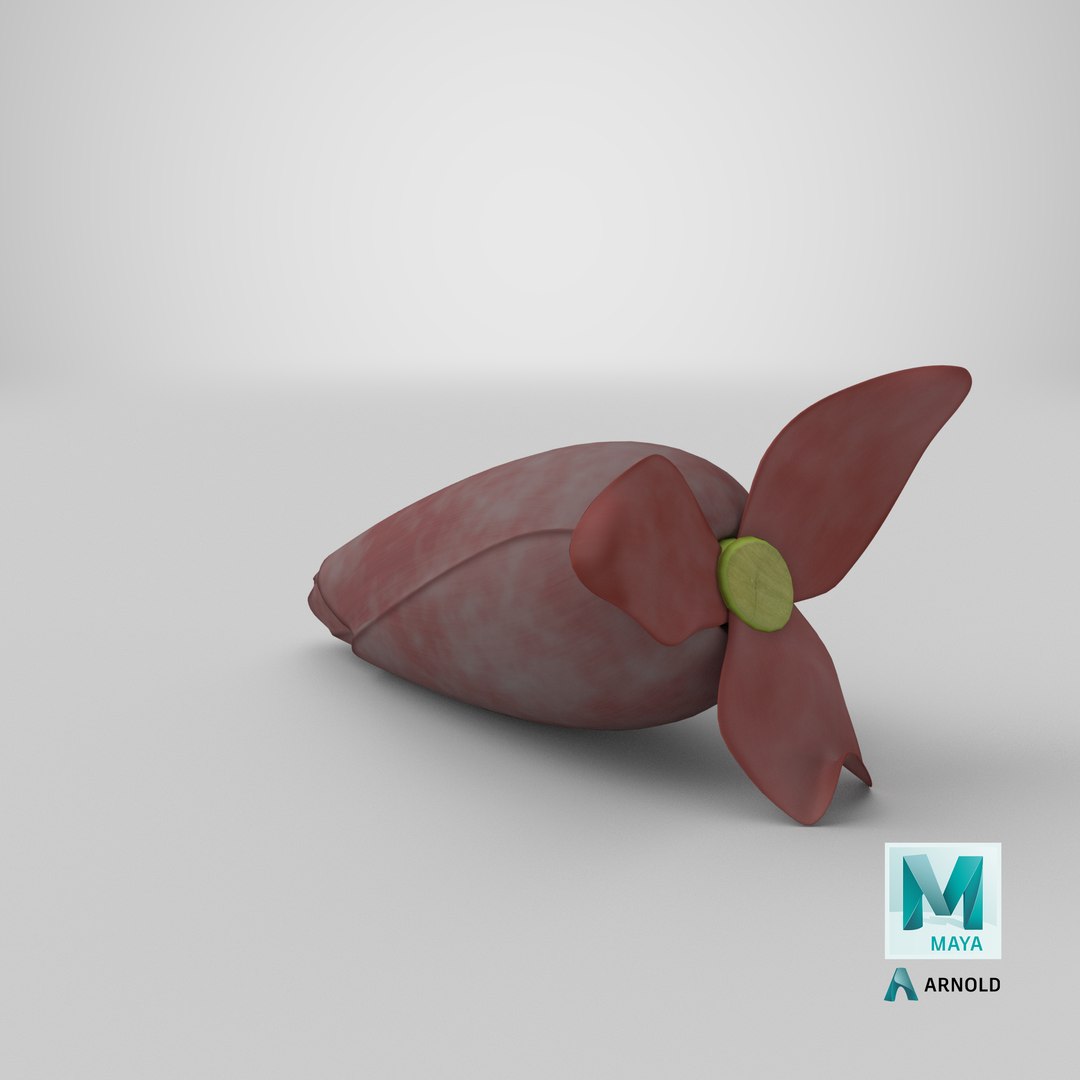 3D banana blossom flower model https://p.turbosquid.com/ts-thumb/WB/QVV6Ck/5IOwTurm/stemcell_maya_arnold_render/png/1595950163/1920x1080/fit_q87/eb18faba51661b784ea73d07edabd544d2403df1/stemcell_maya_arnold_render.jpg