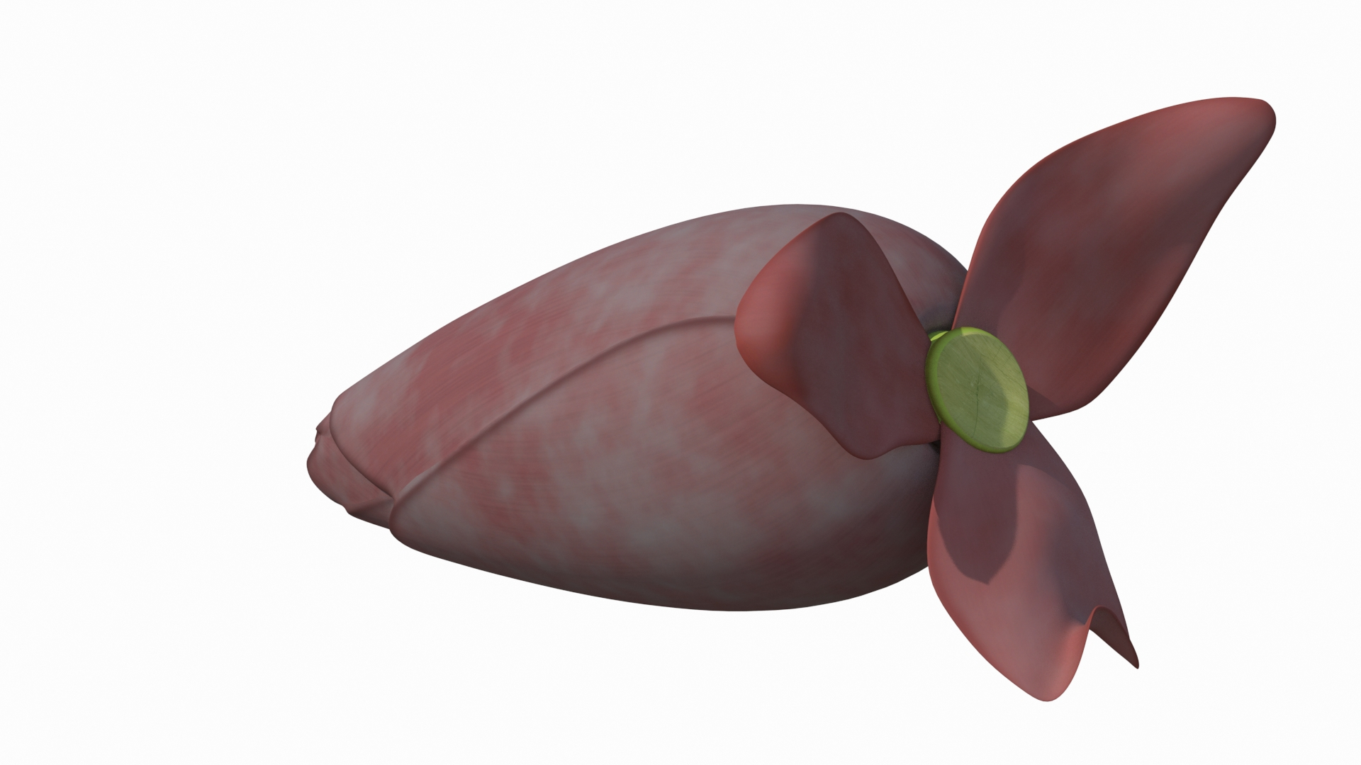 3D banana blossom flower model https://p.turbosquid.com/ts-thumb/WB/QVV6Ck/DbW7ifK3/banana_blossom_flower_360/jpg/1591441483/1920x1080/turn_fit_q99/8fe5a74e13e1a7f6c529ebbfb5c421637ab40e79/banana_blossom_flower_360-1.jpg