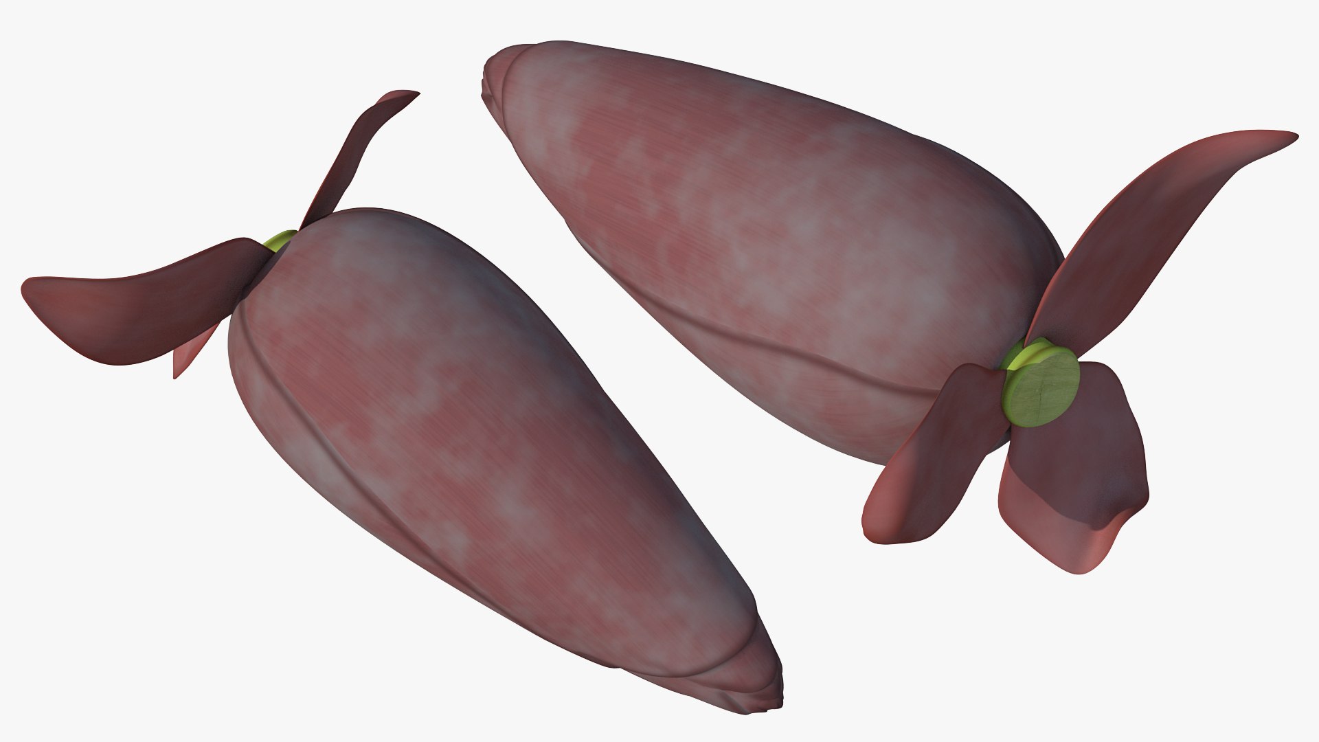 3D banana blossom flower model https://p.turbosquid.com/ts-thumb/WB/QVV6Ck/eCvxtMHY/bananablossomflower3dsmodel005/jpg/1591442857/1920x1080/fit_q87/bc344d5c8292c46800c407eb7e683054eddb1f4d/bananablossomflower3dsmodel005.jpg