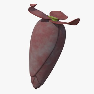 Banana Blossom Flower