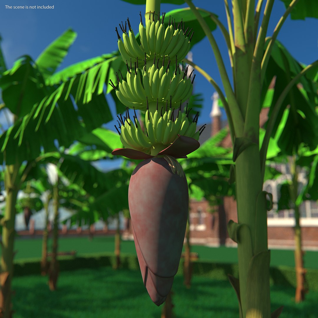 3D banana blossom flower model https://p.turbosquid.com/ts-thumb/WB/QVV6Ck/x43ADFZS/bananablossomflower3dsmodel002/jpg/1591442829/1920x1080/fit_q87/1df94d1bc5b273f332a0b00a214a0d0bd69057fc/bananablossomflower3dsmodel002.jpg