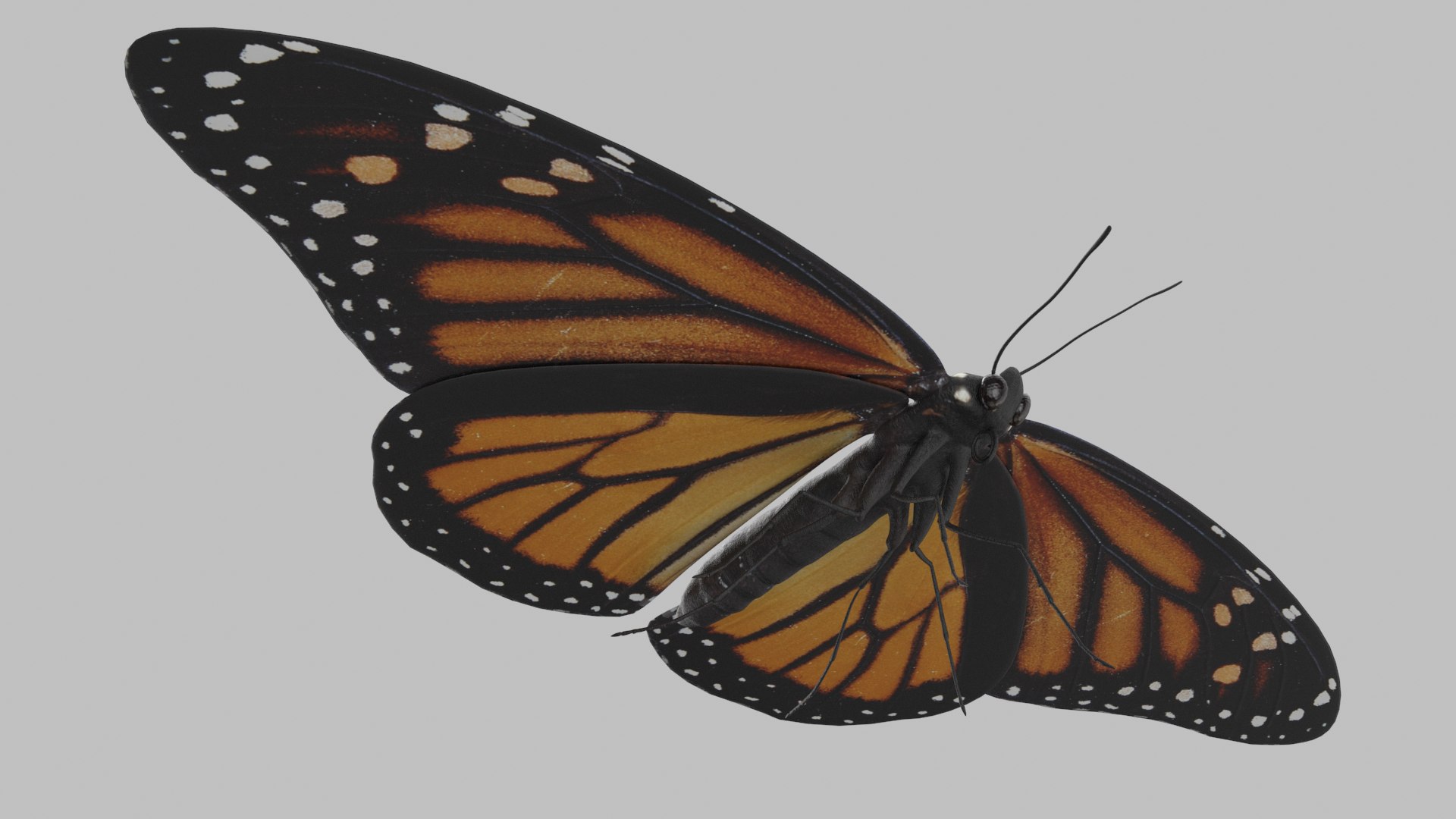 butterfly monarch 3D model https://p.turbosquid.com/ts-thumb/WB/o9vQwV/1henzvd9/monarch_r4/png/1596266754/1920x1080/fit_q87/987f44e1ff47468af03e0e74788ba20f7d3c4a47/monarch_r4.jpg