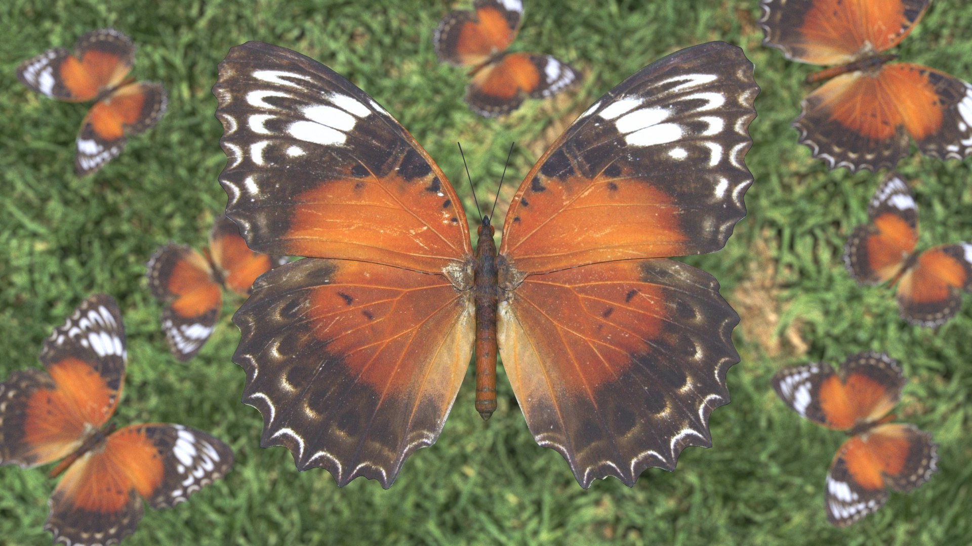 butterfly monarch 3D model https://p.turbosquid.com/ts-thumb/WB/o9vQwV/4qfJx85H/redlacewing_r1c/png/1596266789/1920x1080/fit_q87/ce03c503aa6e9216bef56cc1f1c5740a1a10fecc/redlacewing_r1c.jpg