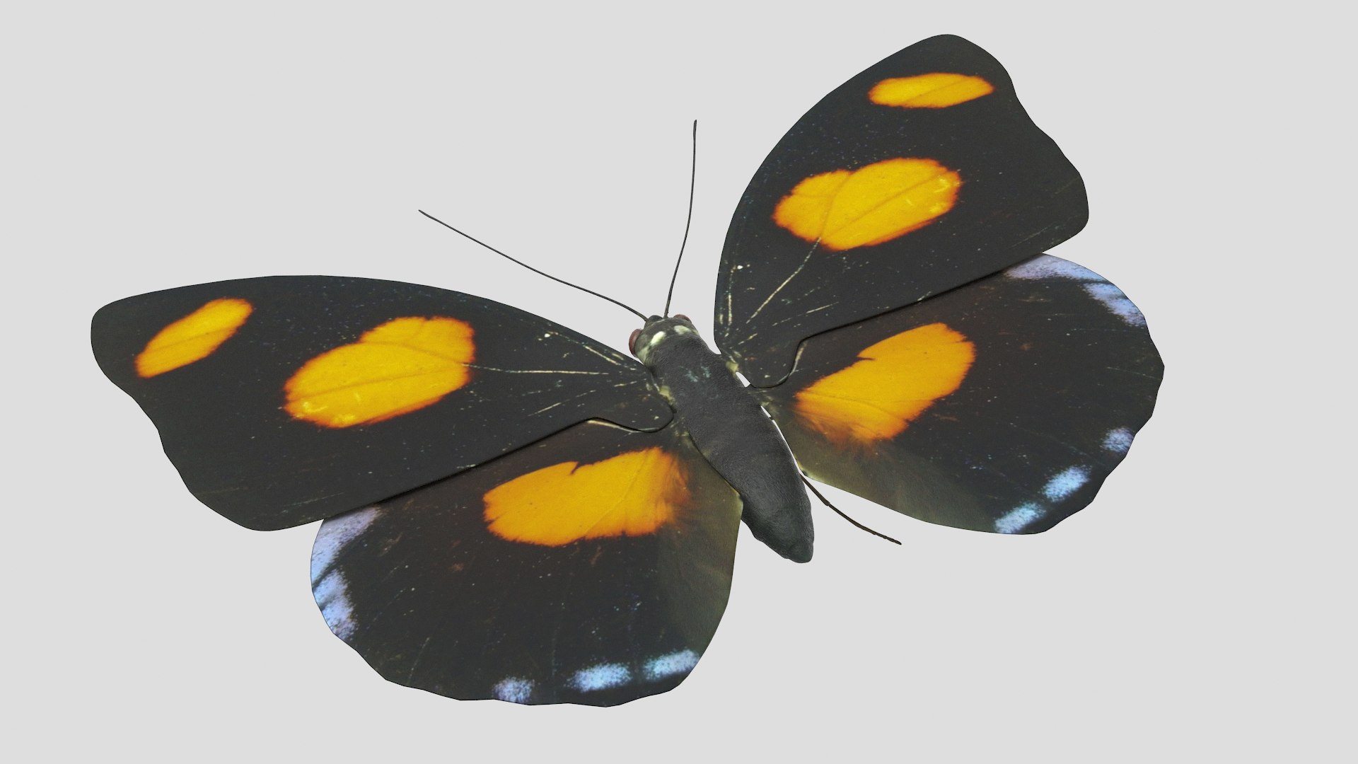 butterfly monarch 3D model https://p.turbosquid.com/ts-thumb/WB/o9vQwV/5EQuQnB7/bluebanner_r4/png/1596266735/1920x1080/fit_q87/1eb18744d366fce4dd811a3d4f8ade76382dd176/bluebanner_r4.jpg
