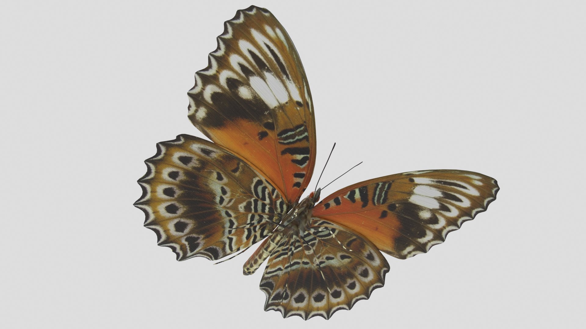 butterfly monarch 3D model https://p.turbosquid.com/ts-thumb/WB/o9vQwV/6lrze1ba/redlacewing_r3/png/1596266790/1920x1080/fit_q87/9912e7db0098747b6d09a8fcfa32ac9e98994534/redlacewing_r3.jpg