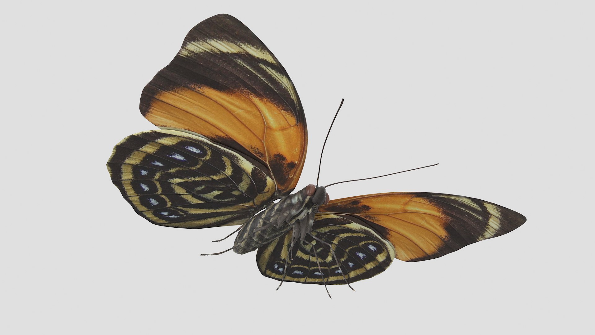 butterfly monarch 3D model https://p.turbosquid.com/ts-thumb/WB/o9vQwV/8LBYb1qe/agriasamydon_r4/png/1596266714/1920x1080/fit_q87/765f9ea15718226700bae3a40284bbede75085f3/agriasamydon_r4.jpg