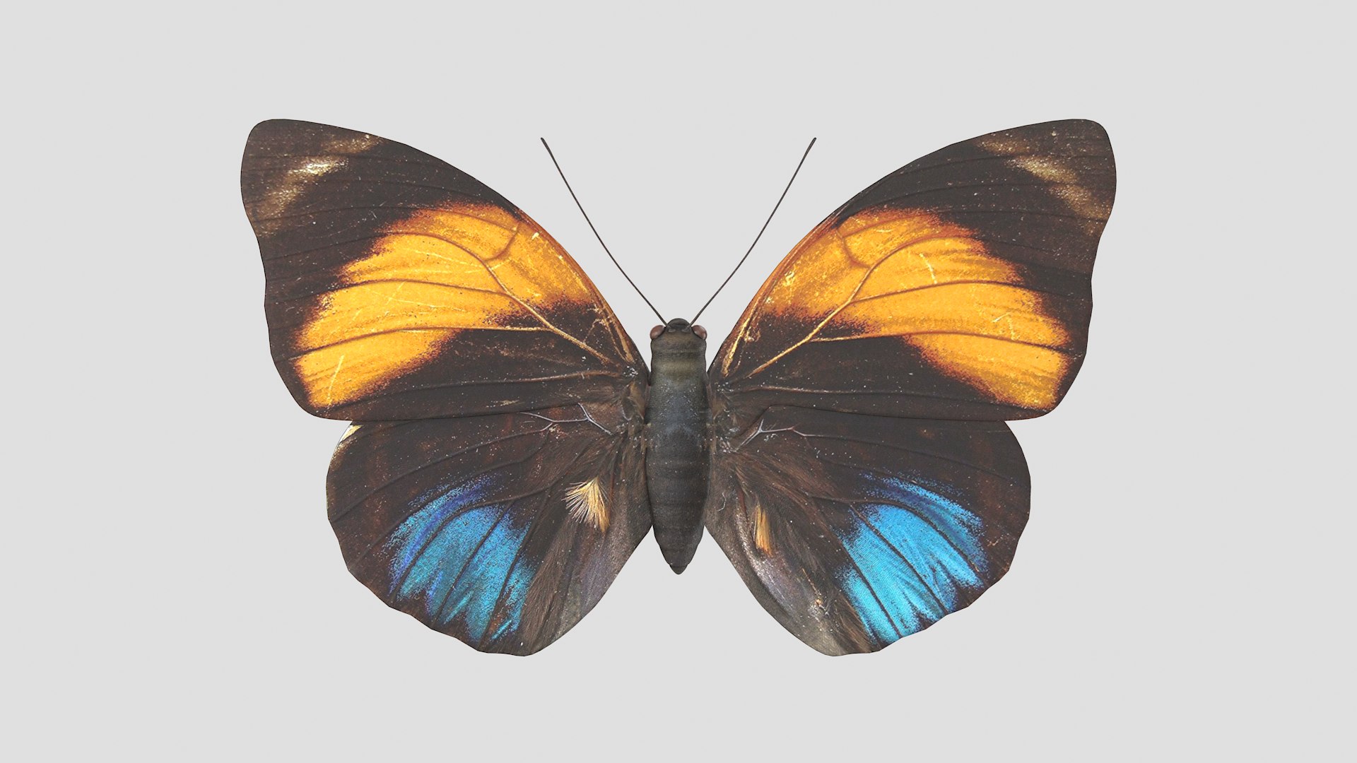 butterfly monarch 3D model https://p.turbosquid.com/ts-thumb/WB/o9vQwV/ARgUcZrG/agriasamydon_r1/png/1596266712/1920x1080/fit_q87/73d02899a655886d330f4ef06c7d1f4d3aca9e7e/agriasamydon_r1.jpg