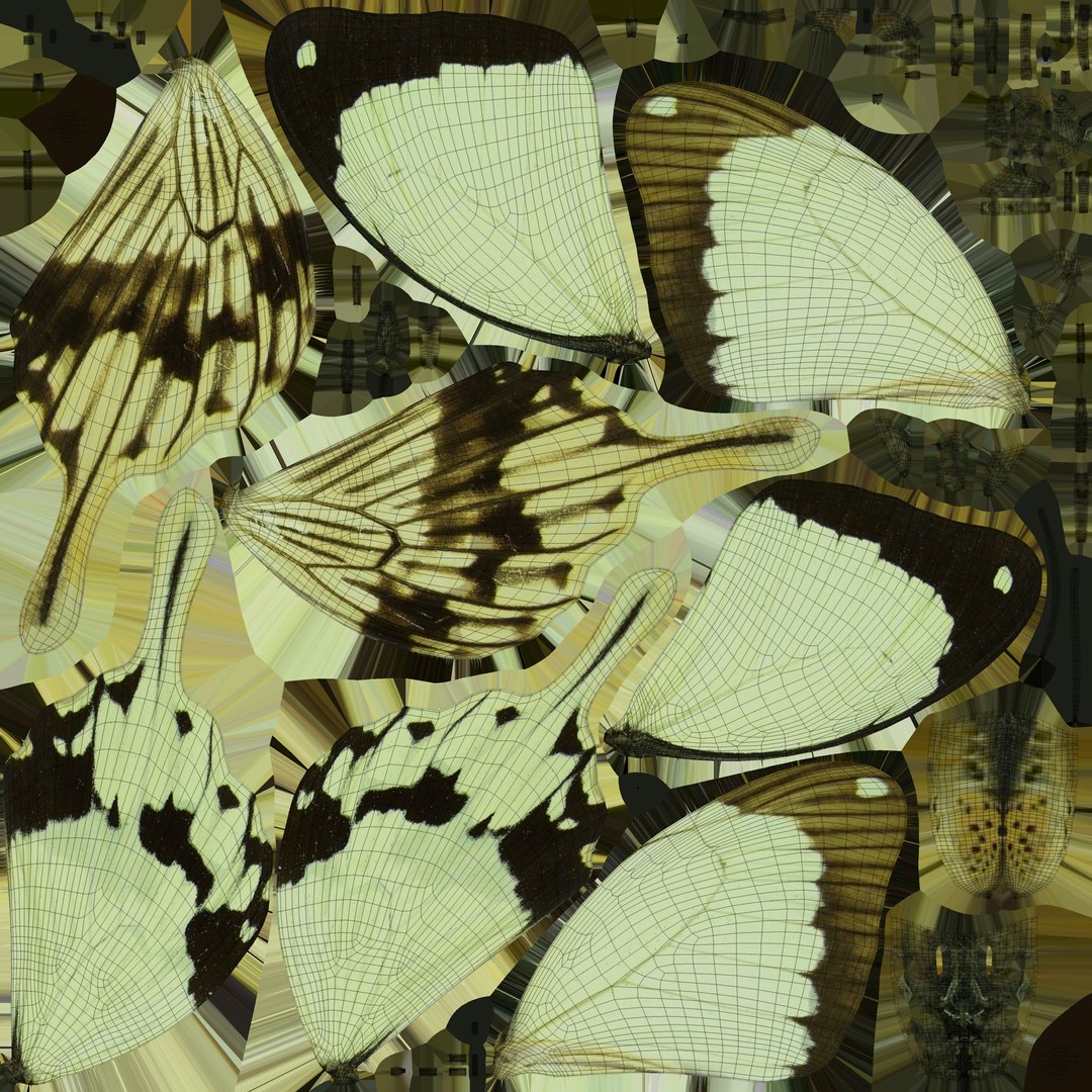 butterfly monarch 3D model https://p.turbosquid.com/ts-thumb/WB/o9vQwV/AsTpNq0C/paperhandkerchiefuv/jpg/1596266779/1920x1080/fit_q87/f7df11ab979a033f3062b4aad42e31fb2b3c8c1a/paperhandkerchiefuv.jpg