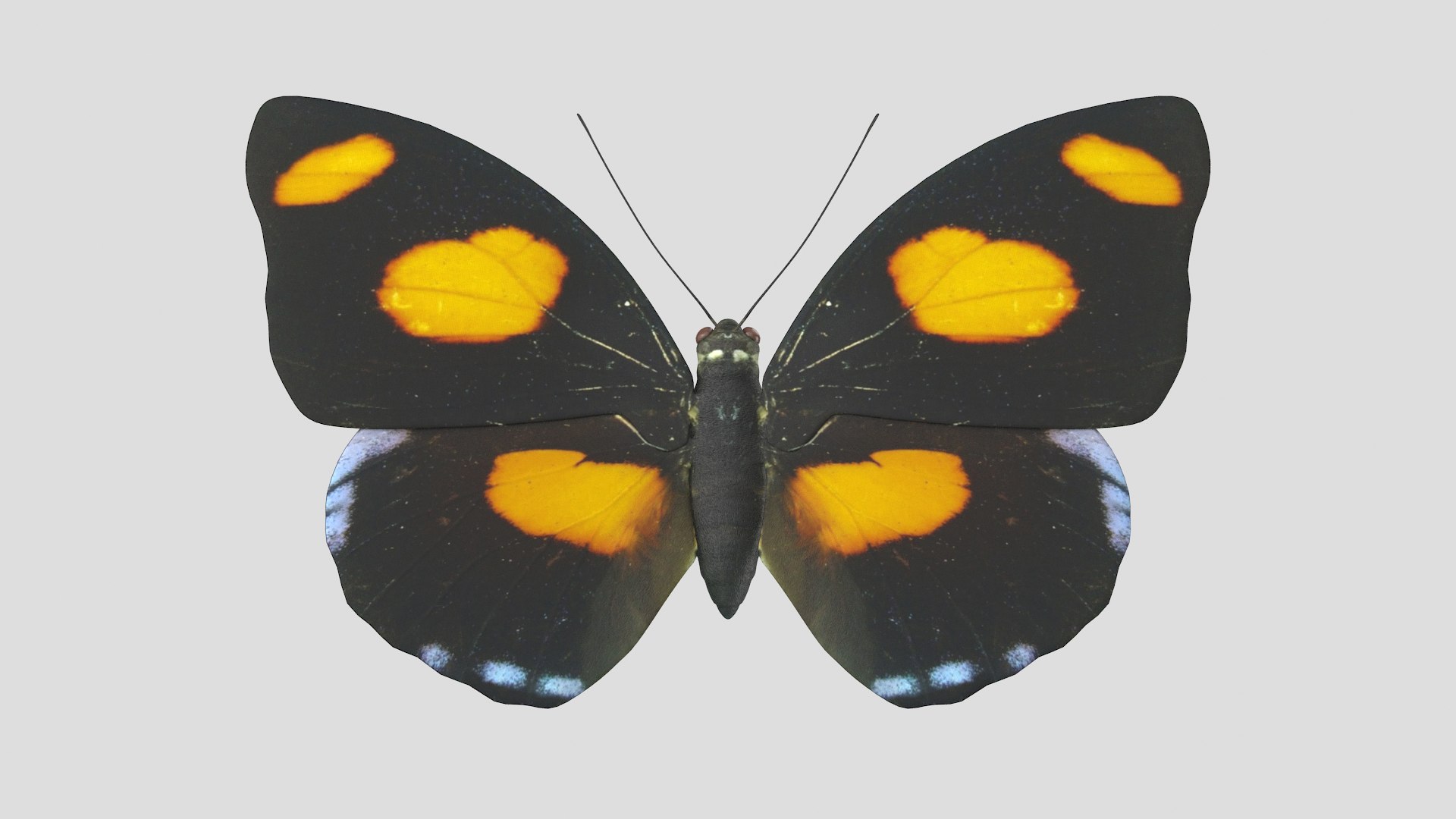 butterfly monarch 3D model https://p.turbosquid.com/ts-thumb/WB/o9vQwV/EyQigFAC/bluebanner_r1/png/1596266730/1920x1080/fit_q87/755daed3ce9244666a3d8ea5b449b28a9d25f6de/bluebanner_r1.jpg