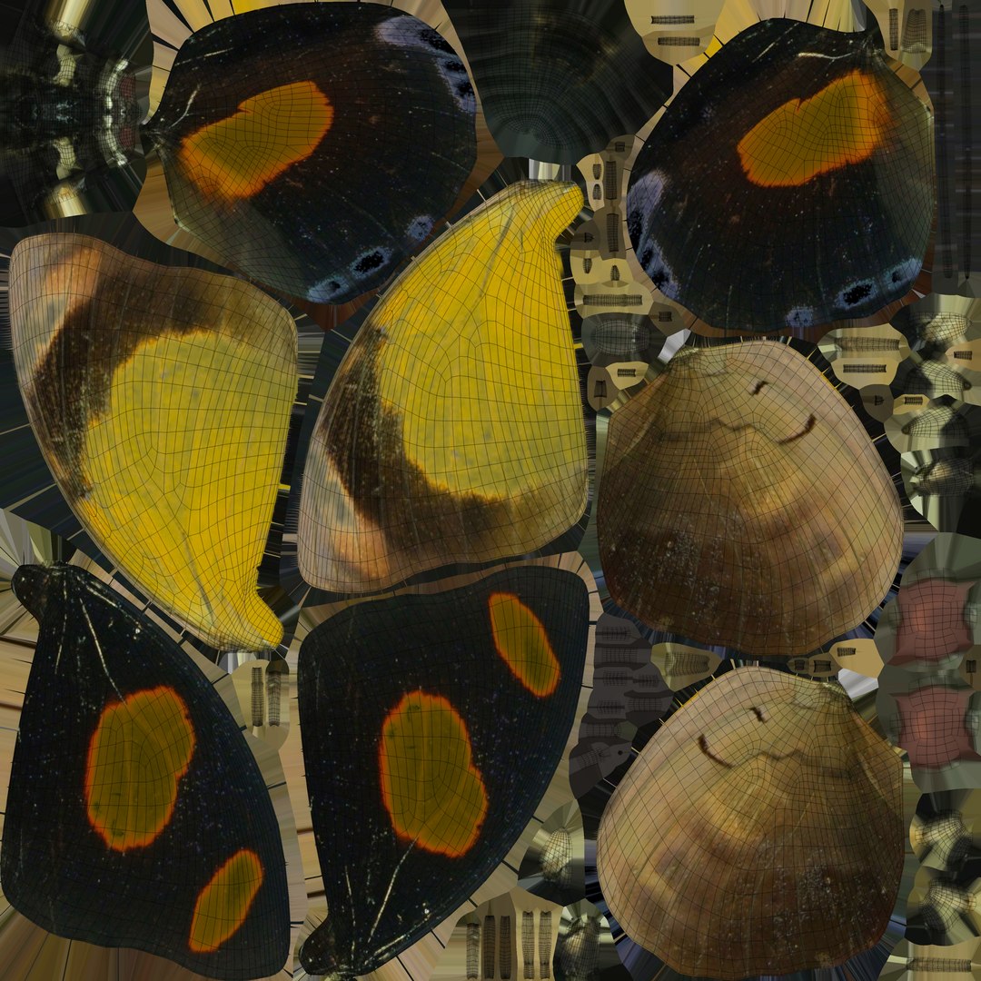 butterfly monarch 3D model https://p.turbosquid.com/ts-thumb/WB/o9vQwV/IBvBNcvw/bluebanner_uv/jpg/1596266736/1920x1080/fit_q87/aec4712efa86deaf70f01d4692af5dbaeeef8150/bluebanner_uv.jpg