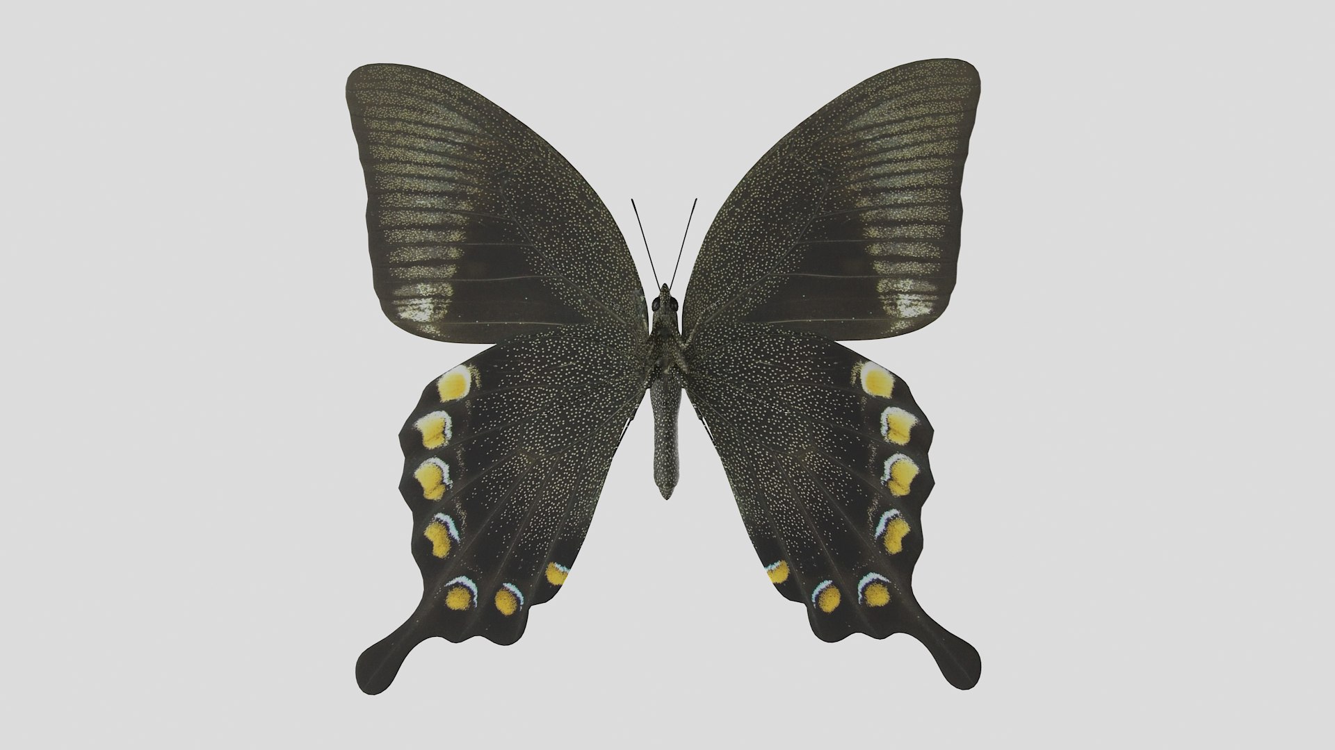 butterfly monarch 3D model https://p.turbosquid.com/ts-thumb/WB/o9vQwV/IpIUHlLu/greenpapilio_r3/png/1596266738/1920x1080/fit_q87/42fd06e2794d06c4d660b27db1e61ff4b7bb951f/greenpapilio_r3.jpg