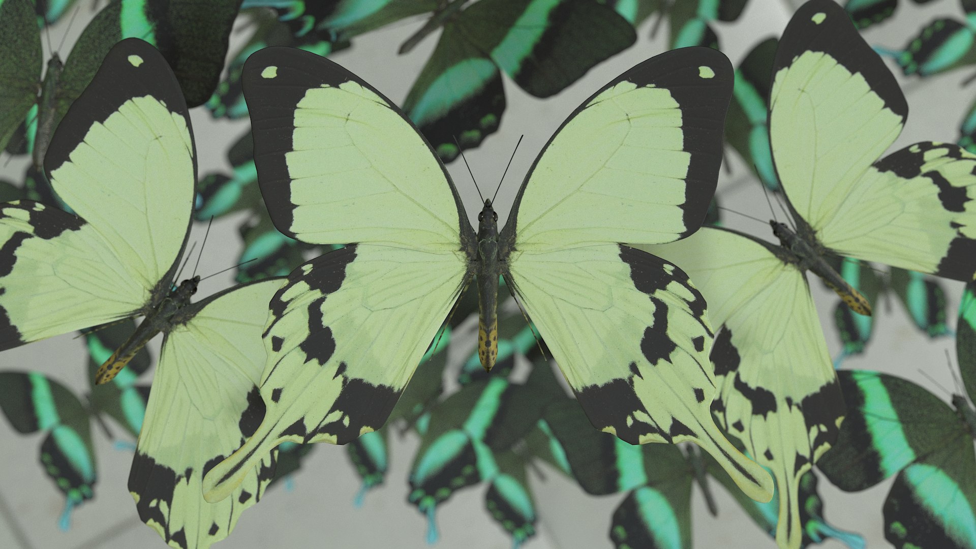 butterfly monarch 3D model https://p.turbosquid.com/ts-thumb/WB/o9vQwV/L4J6HS5X/paperhandkerchief_r1c/png/1596266773/1920x1080/fit_q87/9bf5fd21245876c450a04108b5c509e4bb2af81e/paperhandkerchief_r1c.jpg