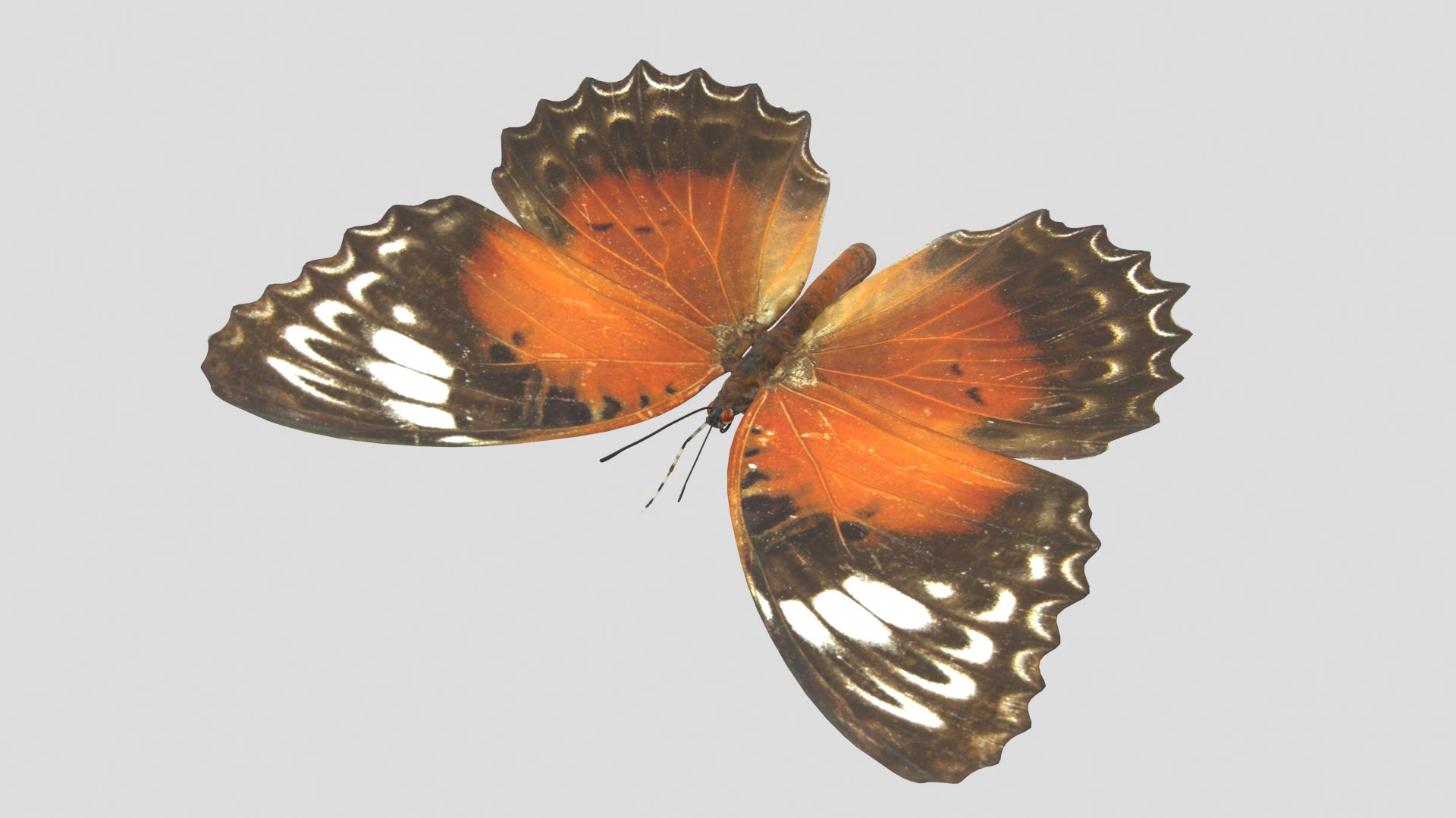butterfly monarch 3D model https://p.turbosquid.com/ts-thumb/WB/o9vQwV/NXTESbZx/redlacewing_r2/png/1596266790/1920x1080/fit_q87/7a601ad187d0bf116dee134fa5b10e336399c2ca/redlacewing_r2.jpg