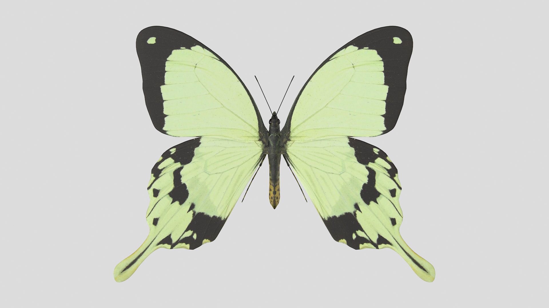 butterfly monarch 3D model https://p.turbosquid.com/ts-thumb/WB/o9vQwV/OZTyUhEd/paperhandkerchief_r1/png/1596266767/1920x1080/fit_q87/c08b19bd4fac3aae51880f6aa4854771648aa7ca/paperhandkerchief_r1.jpg
