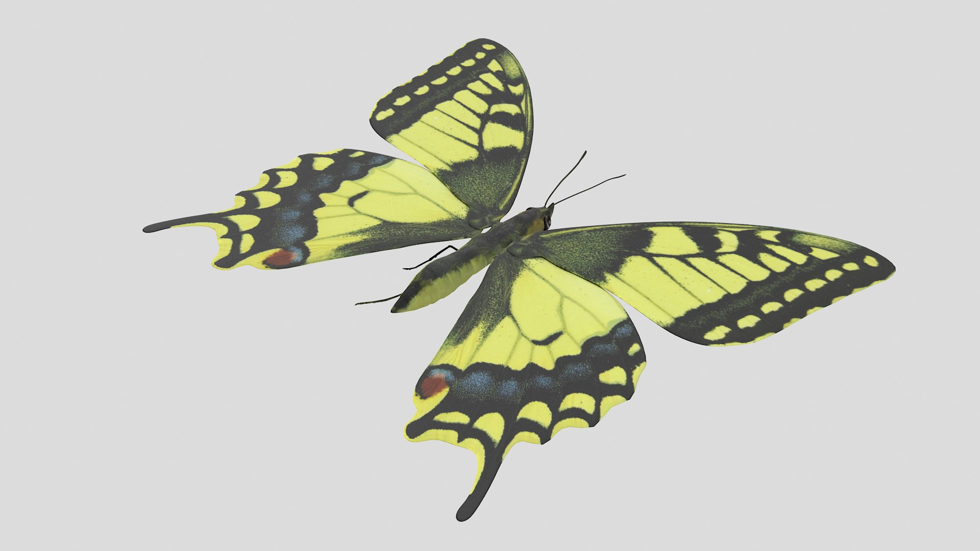 butterfly monarch 3D model https://p.turbosquid.com/ts-thumb/WB/o9vQwV/PLFawPej/pappilio_r6/png/1596266786/1920x1080/fit_q87/a686c4d4142fe2feb68bc2d2979fe38c094caa02/pappilio_r6.jpg