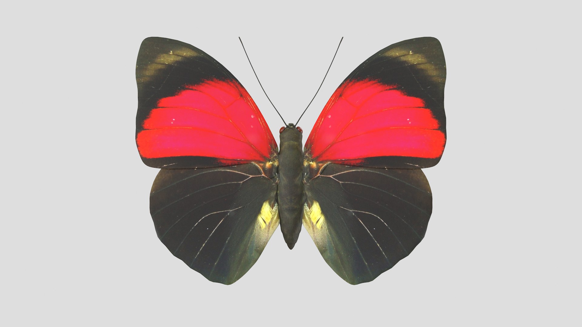 butterfly monarch 3D model https://p.turbosquid.com/ts-thumb/WB/o9vQwV/PQohAHQX/agriasclaudina_r1/png/1596266716/1920x1080/fit_q87/0b3165c624c6d2fc384e472e201fb9292b797f6d/agriasclaudina_r1.jpg