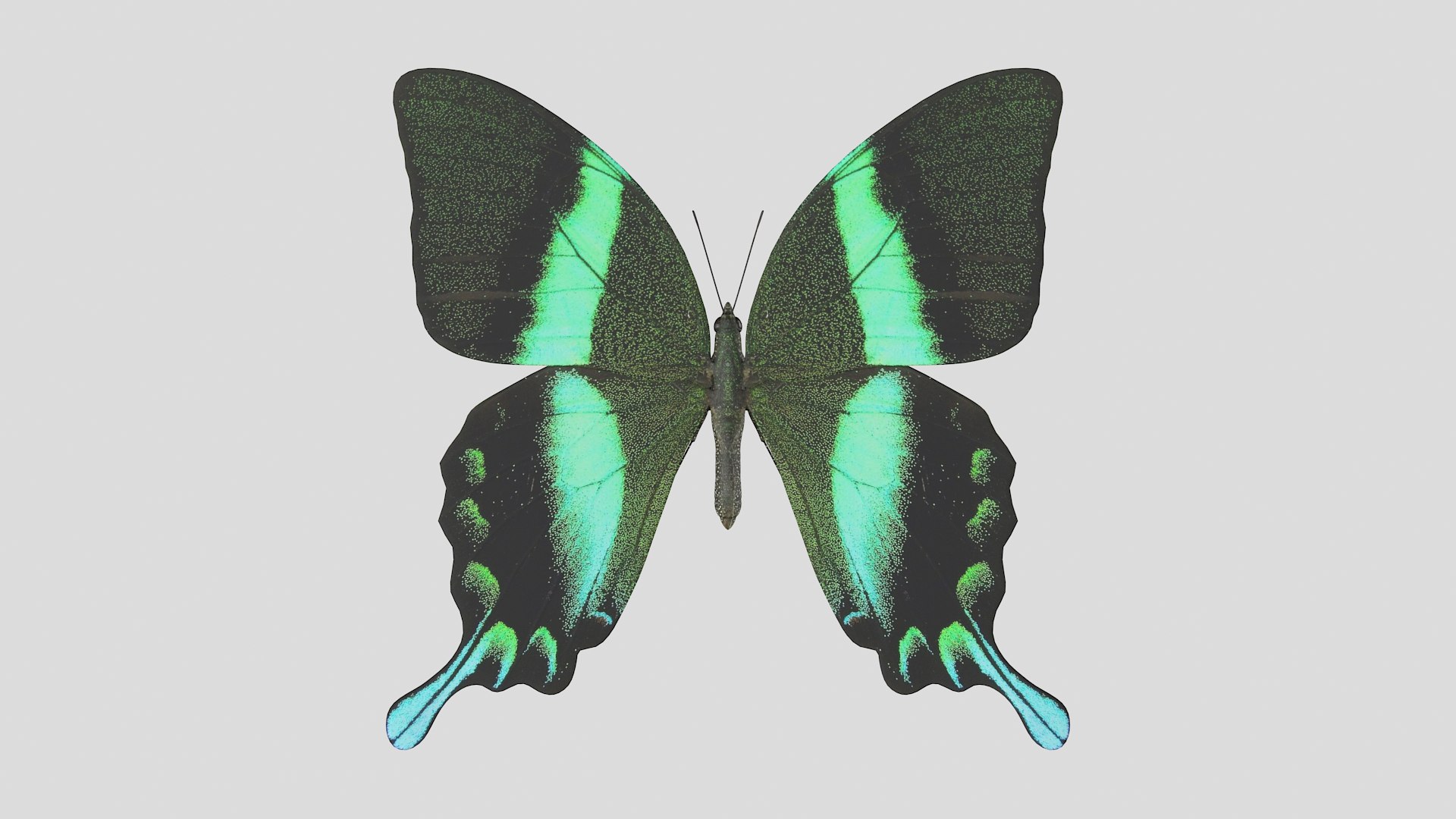 butterfly monarch 3D model https://p.turbosquid.com/ts-thumb/WB/o9vQwV/Q90Q8Qcl/greenpapilio_r1/png/1596266739/1920x1080/fit_q87/b6177111448d9f5426f373150ad7f270a80dc238/greenpapilio_r1.jpg