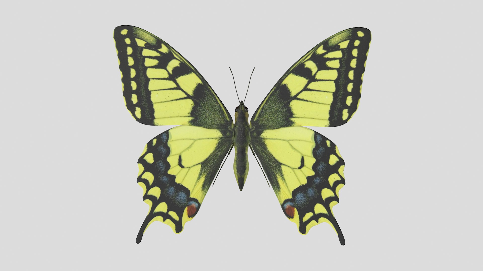 butterfly monarch 3D model https://p.turbosquid.com/ts-thumb/WB/o9vQwV/YidqTtkP/pappilio_r1/png/1596266779/1920x1080/fit_q87/39e37ef859d64b9b7d6630eb101b5e9483dff577/pappilio_r1.jpg