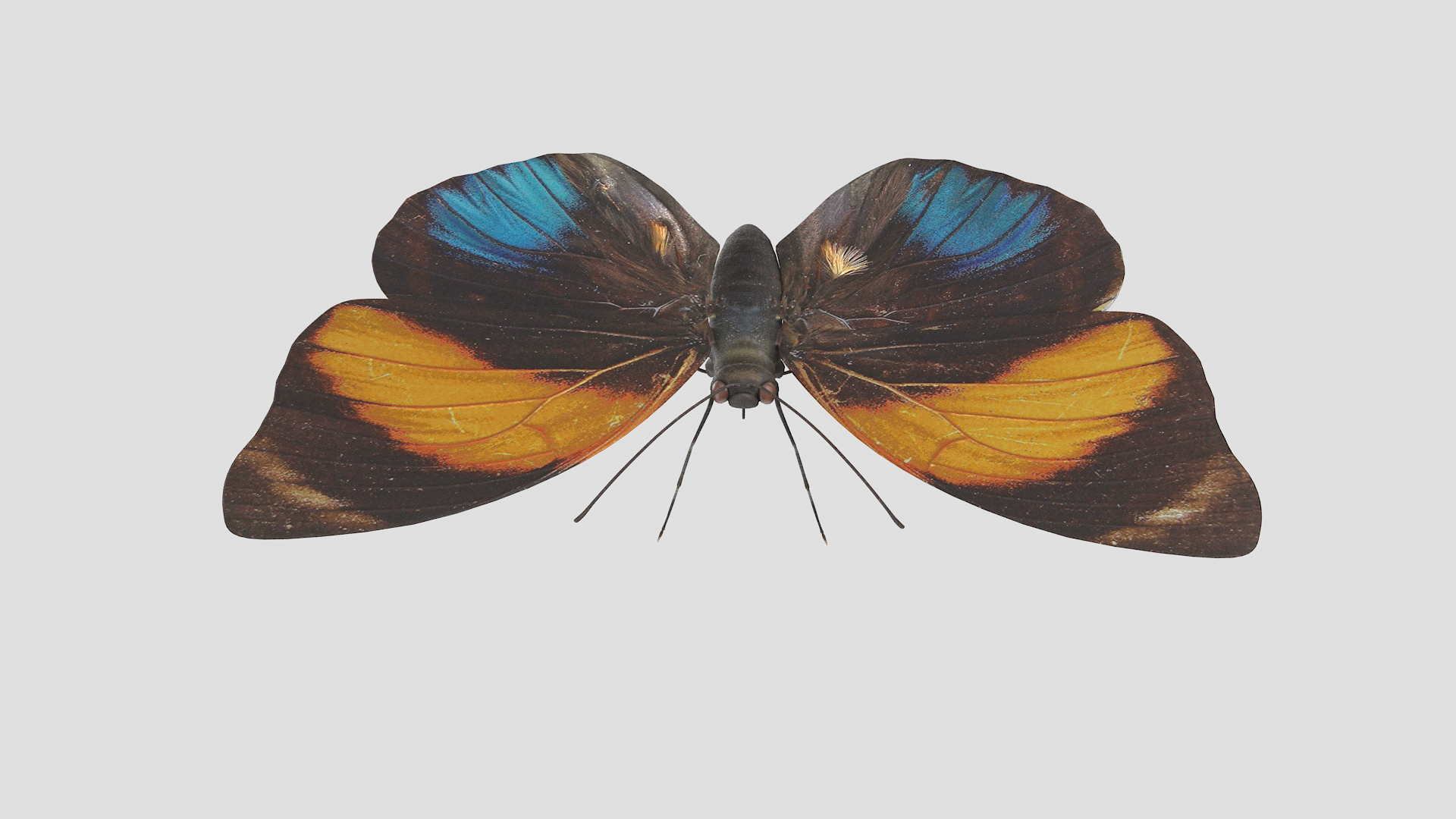 butterfly monarch 3D model https://p.turbosquid.com/ts-thumb/WB/o9vQwV/b8czQrgG/agriasamydontt/png/1596266851/1920x1080/turn_fit_q99/7cab036728963a9356a20ced718fc169f952d75d/agriasamydontt-1.jpg