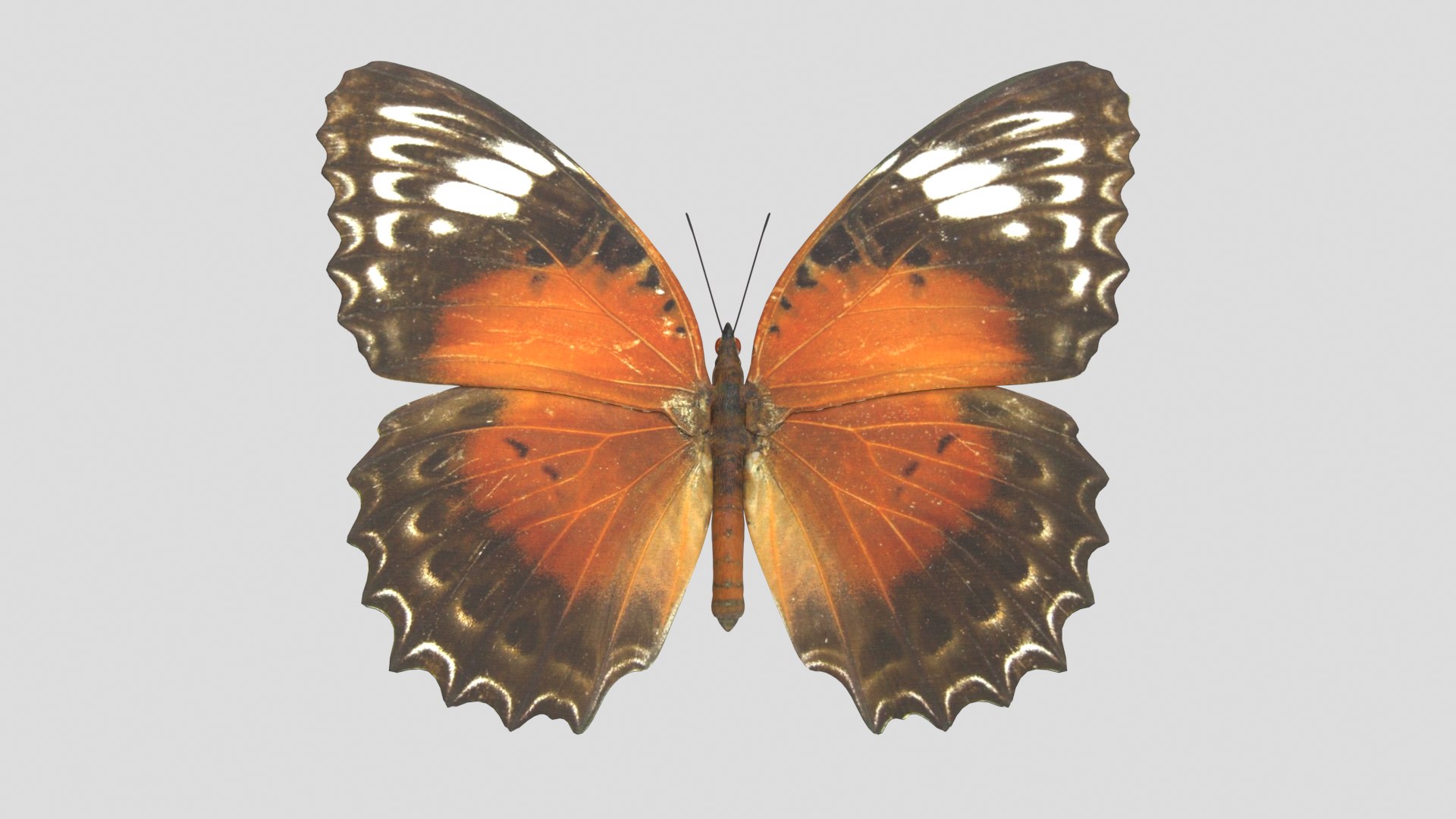 butterfly monarch 3D model https://p.turbosquid.com/ts-thumb/WB/o9vQwV/eYQ8JU9s/redlacewing_r1/png/1596266787/1920x1080/fit_q87/c3f43455eb83befbd4be881509beb680eb04af0b/redlacewing_r1.jpg