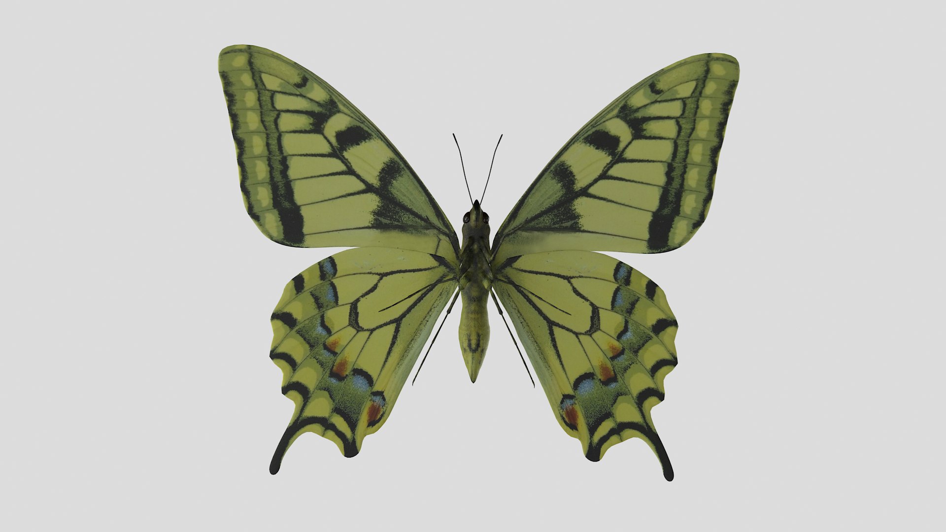 butterfly monarch 3D model https://p.turbosquid.com/ts-thumb/WB/o9vQwV/fJBERqVU/pappilio_r4/png/1596266781/1920x1080/fit_q87/28631ca3a84f0ea17ab1a3bae2b9c04e03727959/pappilio_r4.jpg