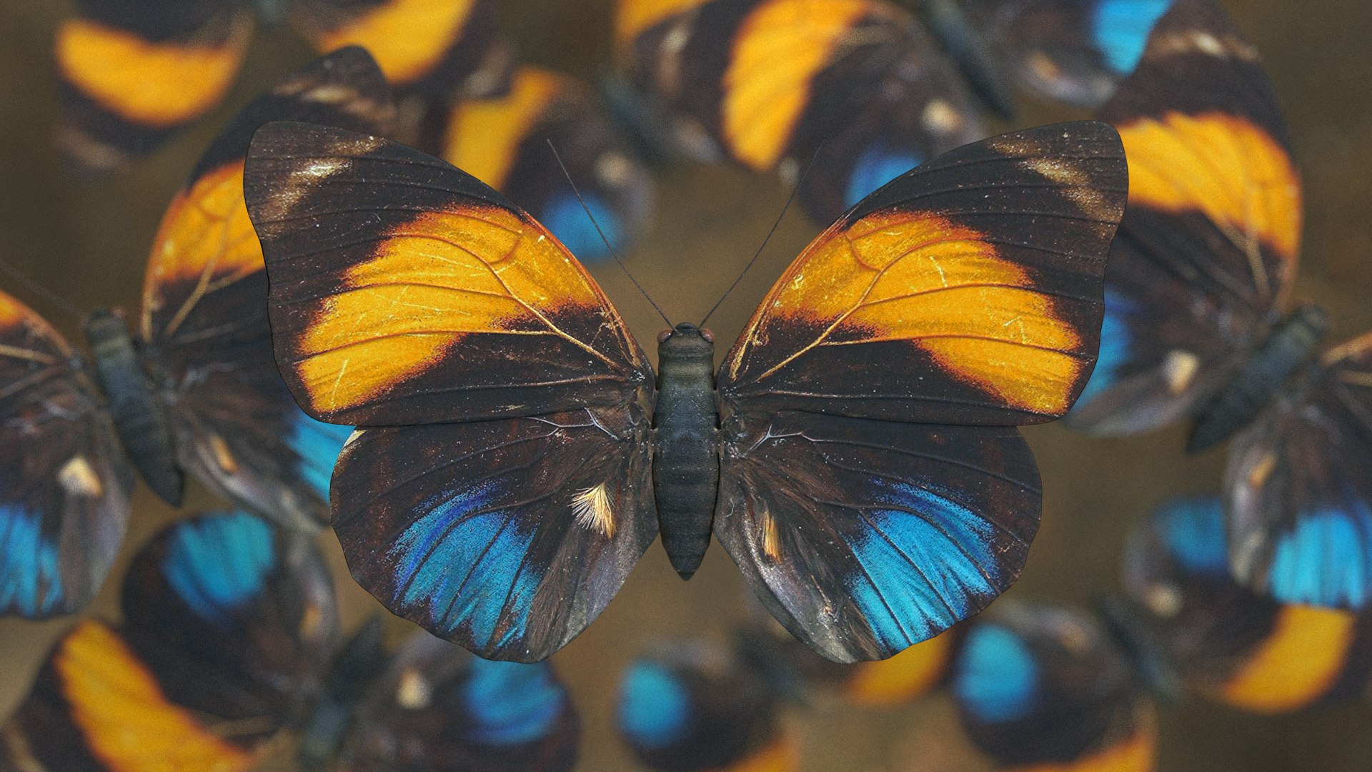 butterfly monarch 3D model https://p.turbosquid.com/ts-thumb/WB/o9vQwV/i5DBXfVO/agriasamydon_r1c/png/1596266724/1920x1080/fit_q87/b92f0426237f94629526b1a2b9d1dafd98317709/agriasamydon_r1c.jpg