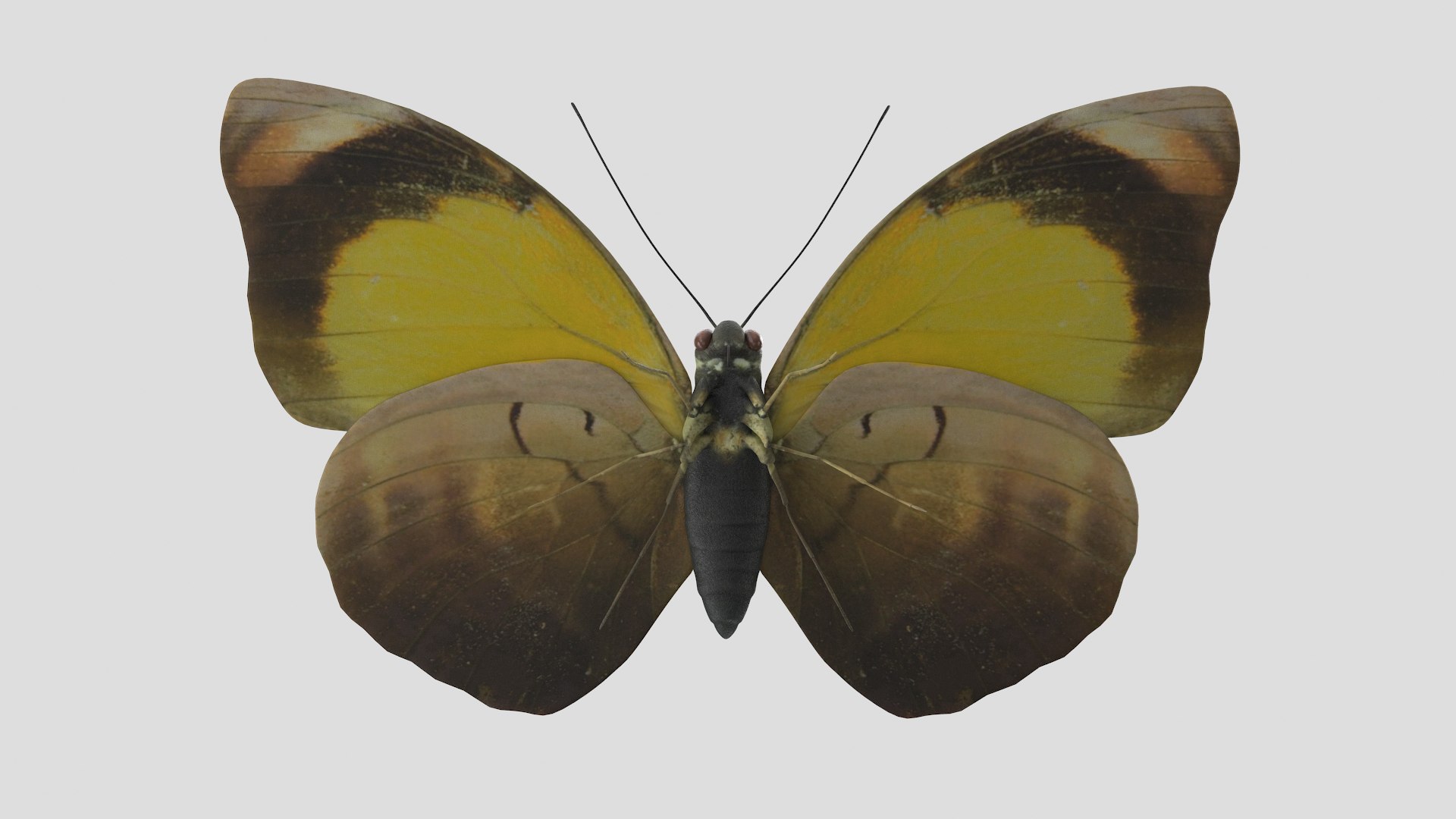 butterfly monarch 3D model https://p.turbosquid.com/ts-thumb/WB/o9vQwV/mnfNNJUe/bluebanner_r3/png/1596266732/1920x1080/fit_q87/7eec170af954dc92c3fe7da96db6281317ca6ca4/bluebanner_r3.jpg