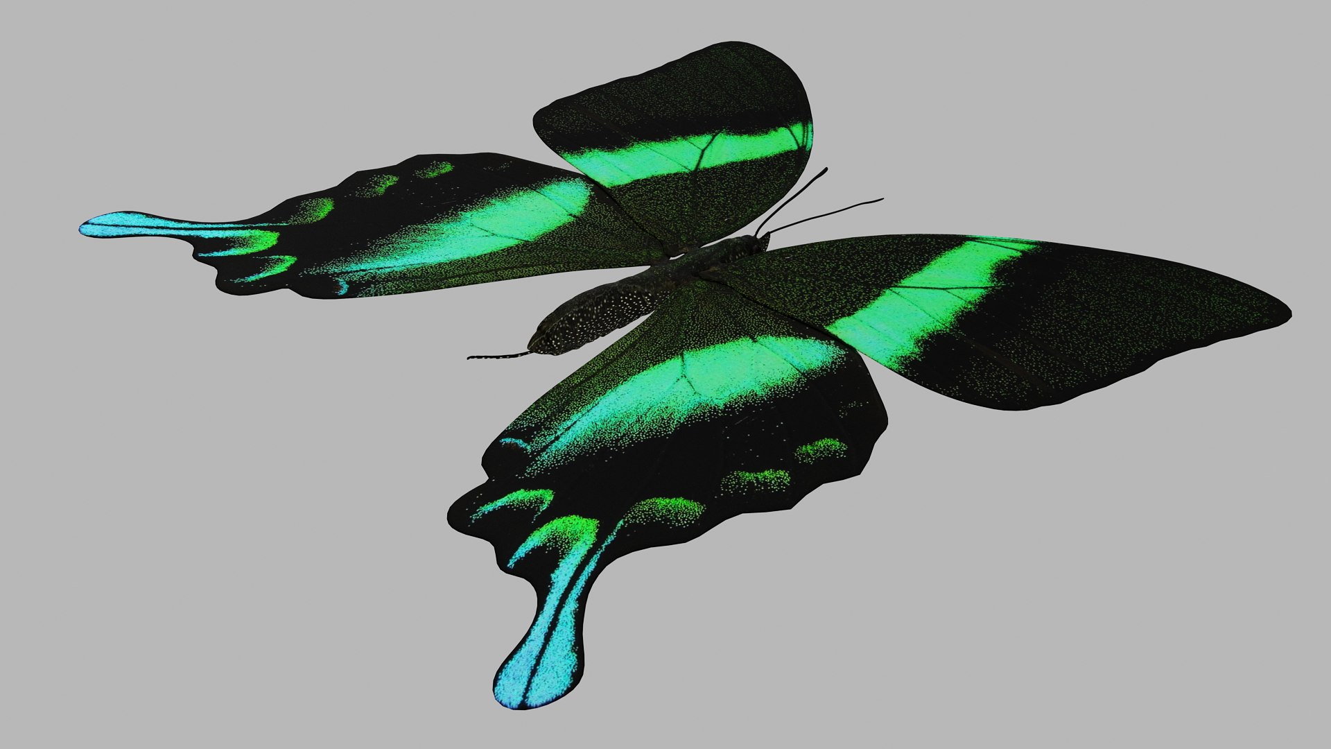butterfly monarch 3D model https://p.turbosquid.com/ts-thumb/WB/o9vQwV/phgj35iy/greenpapilio_r5/png/1596266742/1920x1080/fit_q87/3943c0d17322b8b74a40d5128f6f4bd32244fd34/greenpapilio_r5.jpg
