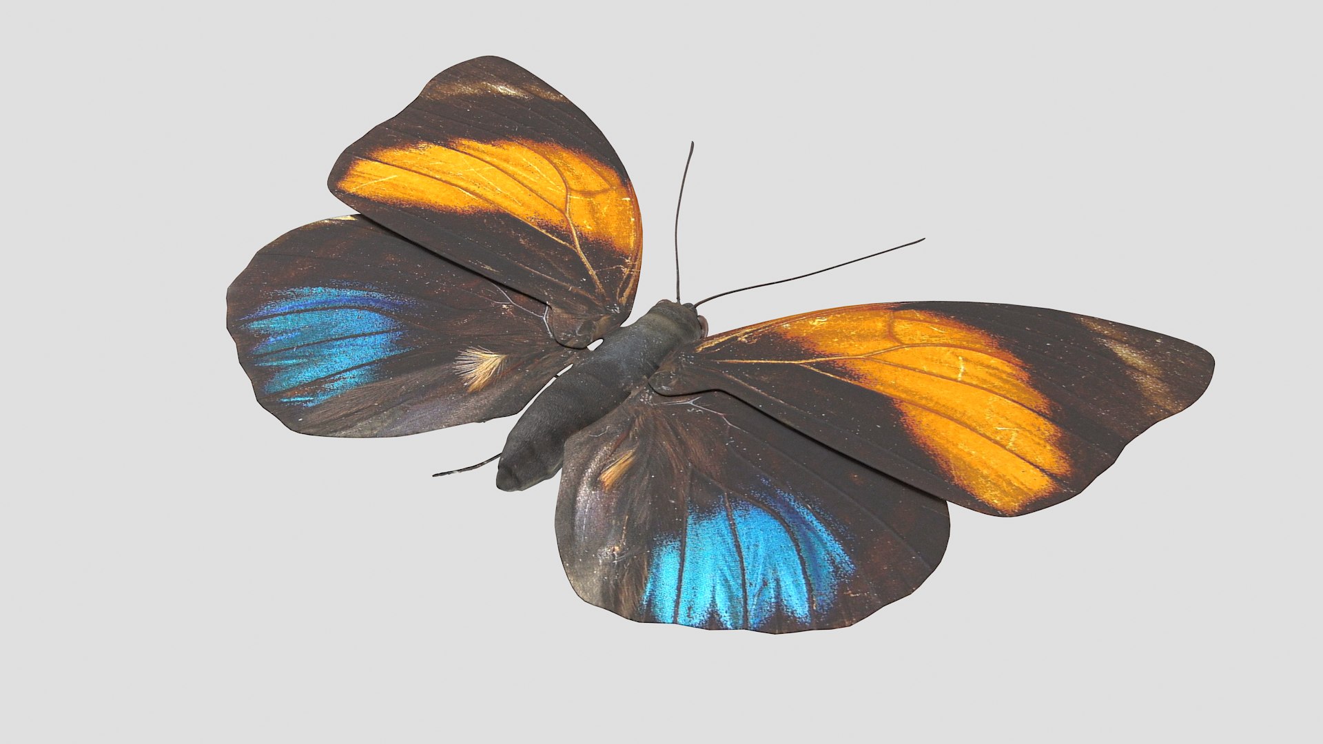 butterfly monarch 3D model https://p.turbosquid.com/ts-thumb/WB/o9vQwV/qFPW2Jo7/agriasamydon_r7/png/1596266718/1920x1080/fit_q87/616360a2837e22ac4224fc00cc132726907b9f4f/agriasamydon_r7.jpg