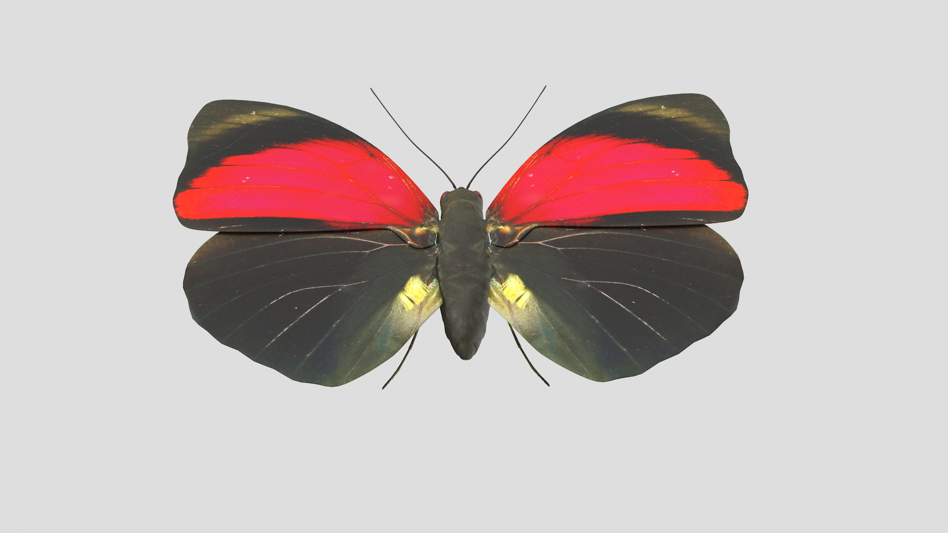 butterfly monarch 3D model https://p.turbosquid.com/ts-thumb/WB/o9vQwV/rY74WrYs/agriasclaudinatt/png/1596266912/1920x1080/turn_fit_q99/0e7614dd11061a76aa83860a83d92fdcb319cf7c/agriasclaudinatt-1.jpg
